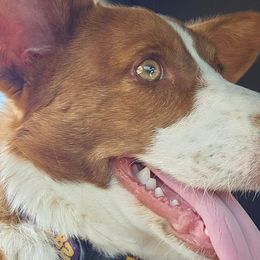 Cardigan Welsh Corgis and Pembroke Welsh Corgis from Haggard Family Corgis