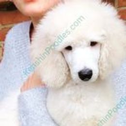 Poodle Puppies from Suzie's Poodles