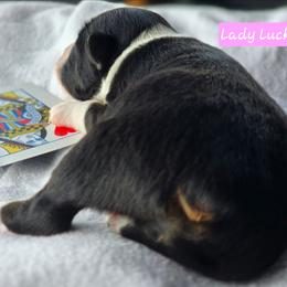 Lady Luck - Black tri female Miniature Australian Shepherd puppy in Powell Butte, Oregon from Willow Lane Ranch