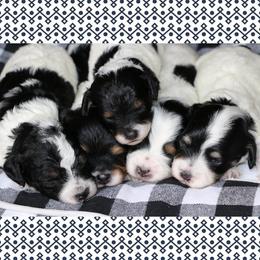 Cavalier King Charles Spaniel and Cavapoo Puppies from Simply Sweet Paws