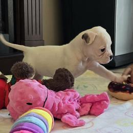 Jelly Roll - White male American Bulldog puppy in Three Rivers, Michigan from Jemms Kennels