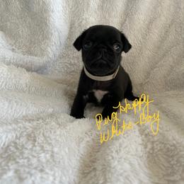 Boy 1 - male Pug puppy in Scottsdale, Arizona from Pug Happy