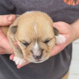Reddie - Red female Pembroke Welsh Corgi puppy in Riverside, California from Four Aces Corgis