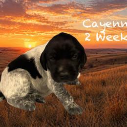 Cayenne - Black and white female German Shorthaired Pointer puppy in Columbus, Nebraska from Prancy Pawz