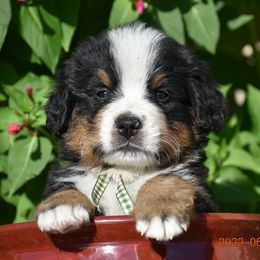"Sage   Male" Bernese Mountain Dog Puppies from Wilderness Way Berners