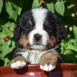 "Sage   Male" Bernese Mountain Dog Puppies from Wilderness Way Berners