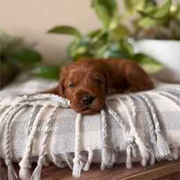 Sunshine - Red  male Goldendoodle puppy in Las Vegas, Nevada from Dose of Doodles