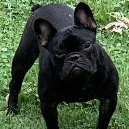 French Bulldogs from Suga Bae’s All Star Frenchies