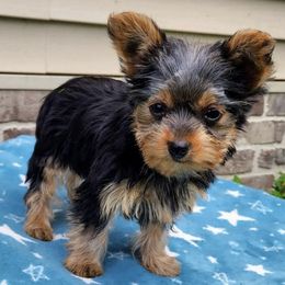 Yorkshire Terriers from Avalonkennel