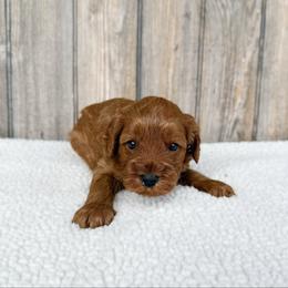Cortado - Red male Australian Labradoodle puppy in Wamego, Kansas from Doodles of Oz