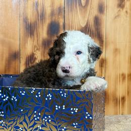 Wells - Blue and white male Sheepadoodle puppy in Chesapeake, Virginia from Doodle-Cove