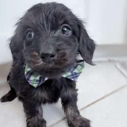 Cole silky wire - Black and tan male Dachshund puppy in Richmond, Virginia from Irresistible Dachshunds & Cavaliers