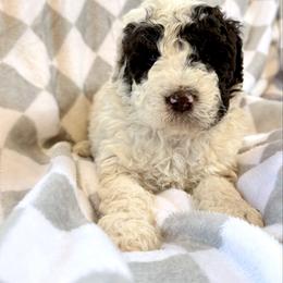 Boy 1 - male Newfypoo puppy in Bloomfield, Iowa from Schooley Doodles