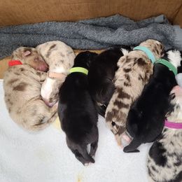 Australian Shepherd Puppies from Whitfarm Aussies