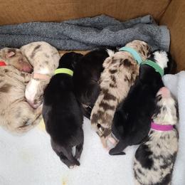Australian Shepherd Puppies from Whitfarm Aussies