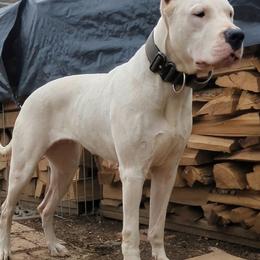 Ava - Dogo Argentino