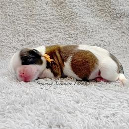 Red and White Male - Orange Collar - Red and white male Shih Tzu puppy in Crawfordsville, Indiana from Swaying Sycamore Farm