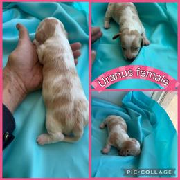Uranus - Piebald female Dachshund puppy in Elko, Nevada from Willow Creek Acres Dachshunds