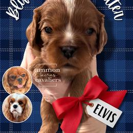 Elvis - Ruby male Cavalier King Charles Spaniel puppy in Ammon, Idaho from Ammon Acres Cavaliers