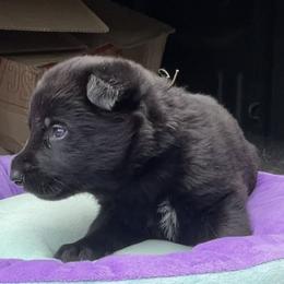 Dachshund and German Shepherd Puppies from Illyria Dox & GSD