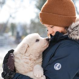 English Shepherd and Maremma Sheepdog Puppies from Terra Vitae Farms English Shepherds / Maremma Sheepdogs