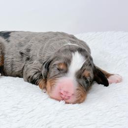 Graham - Blue merle male Bernedoodle puppy in Fleming, Colorado from Vandenbark Doodles