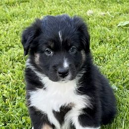 Australian Shepherd Puppies from Bedtime Story Australian Shepherds