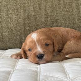Male 4 - Brown male Cavapoo puppy in Gap, Pennsylvania from Coles Cavapoo’s