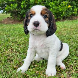 Rose - Black white and tan female English Springer Spaniel puppy in Columbia, North Carolina from Columbia Spaniels
