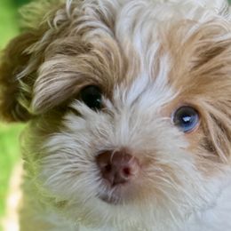Cavapoochons, Maltese, Maltipoos, Morkies, Yorkipoos, and Yorkshire Terriers from MC Kennels