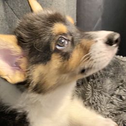 Darby - American Corgi puppy in Pace, Florida from Faith Farm