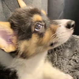 Darby - American Corgi puppy in Pace, Florida from Faith Farm
