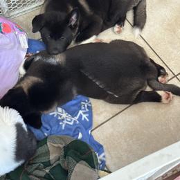Akita Puppies from Gloe Akita's