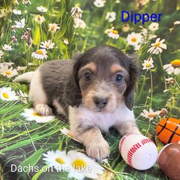 Dipper - Blue and cream male Dachshund puppy in Grove, Oklahoma from Dachs on the lake