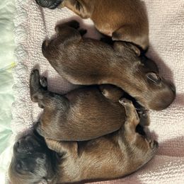 Soft Coated Wheaten Terrier Puppies from Koontz Family Wheatens