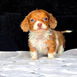 Maddox - Dapple male Dachshund puppy in Quitman, Mississippi from S-and-A Kennels