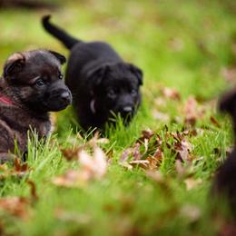 "Pink & Purple" German Shepherd Puppies from MCX K9