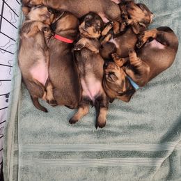 Dachshund Puppies from Two River Wirehaired Dachshunds