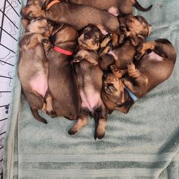 Dachshund Puppies from Two River Wirehaired Dachshunds