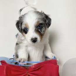 Australian Shepherd Puppies from Scottstead Aussies
