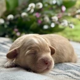 Rue - Caramel ice female Australian Labradoodle puppy in Fremont, New Hampshire from Birchwood Labradoodles