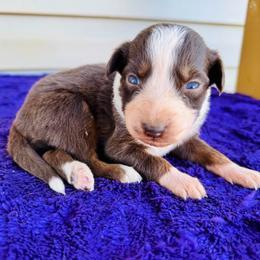 Cookie - Red tri-color female Australian Shepherd puppy in Charlotte, North Carolina from Awesome Aussies