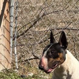 Rōnin - Bull Terrier