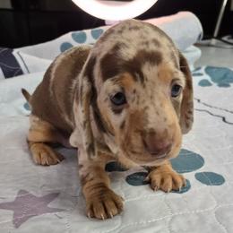Mandy - Chocolate and tan female Dachshund puppy in Randolph, Texas from Spindle's Little Treasures