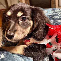 Female 1 - Black and cream female Dachshund puppy in Snow Camp, North Carolina from V's Southern Angels