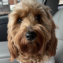 Anne - Goldendoodle