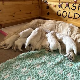 Golden Retriever Puppies from Kashmir’s Golden Retrievers