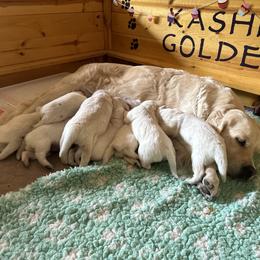 Golden Retriever Puppies from Kashmir’s Golden Retrievers