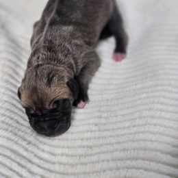 Ditalini - Fawn male Great Dane puppy in Albany, Oregon from Red Cloud Australian Shepherds and DeGray Great Danes & Bulldogs