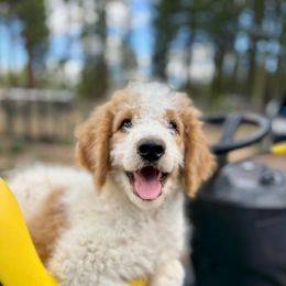 Marilyn Monroe - Parti female Saint Berdoodle puppy in Lookout, California from Remington Kennels, LLC